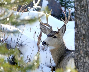 Wildlife nature antlers photo