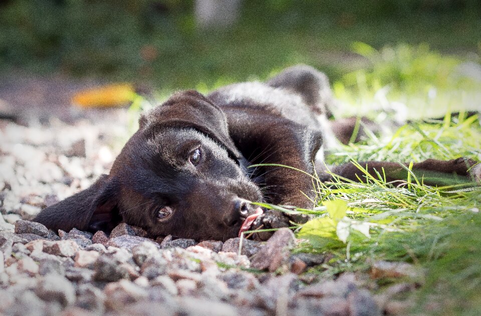 Cute animal mongrel