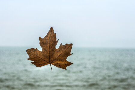 Autumn leaf autumn leaves balance