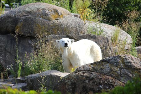 Zoological garden bear white fur