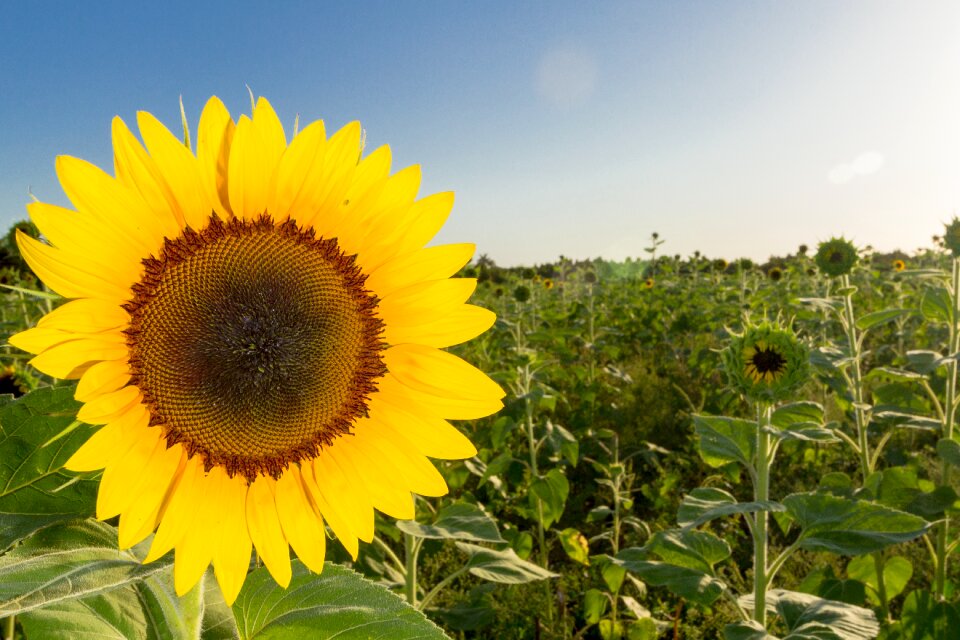 Summer american beauty