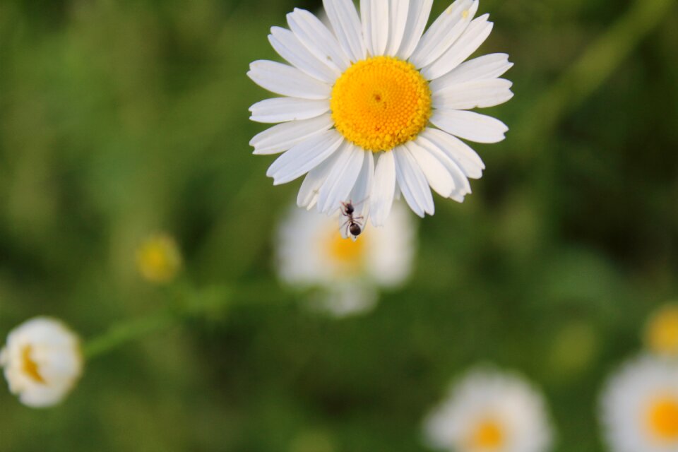 Field weeds daisies in a field