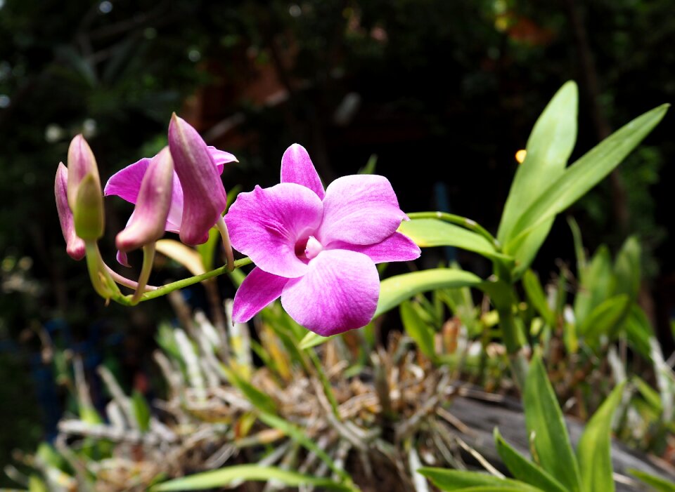 Nature pink flower garden
