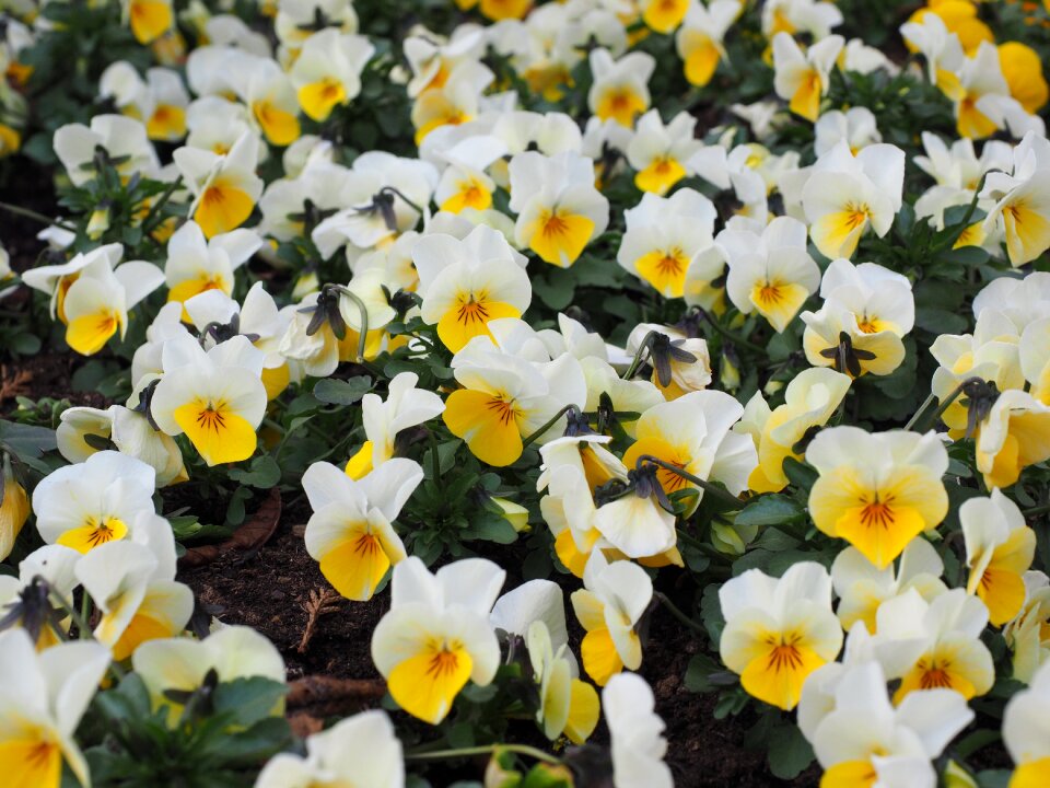 Spring white yellow