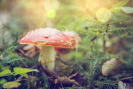 Toxic mushroom picking plant photo