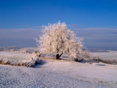 Winter mood frozen tree