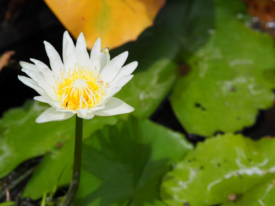 Nature refreshing lotus white