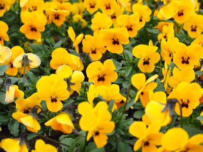 Spring yellow blütenmeer