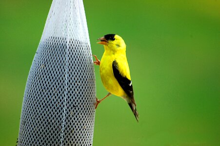 Wildlife feeding yellow