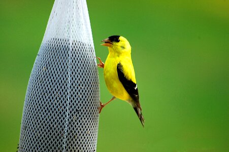 Wildlife feeding yellow photo