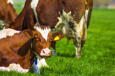 Cow pasture grass