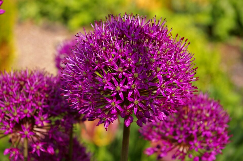 Bloom ball leek schnittblume