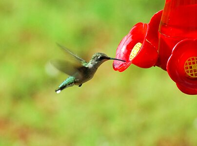 Small tiny wings photo