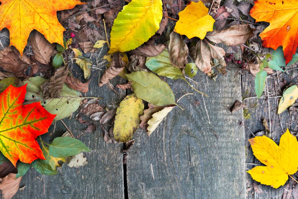 Brown withers fall foliage