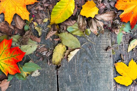 Brown withers fall foliage photo