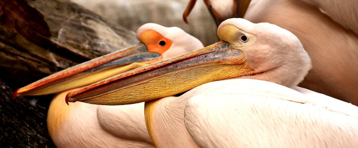 Waterfowl creature two