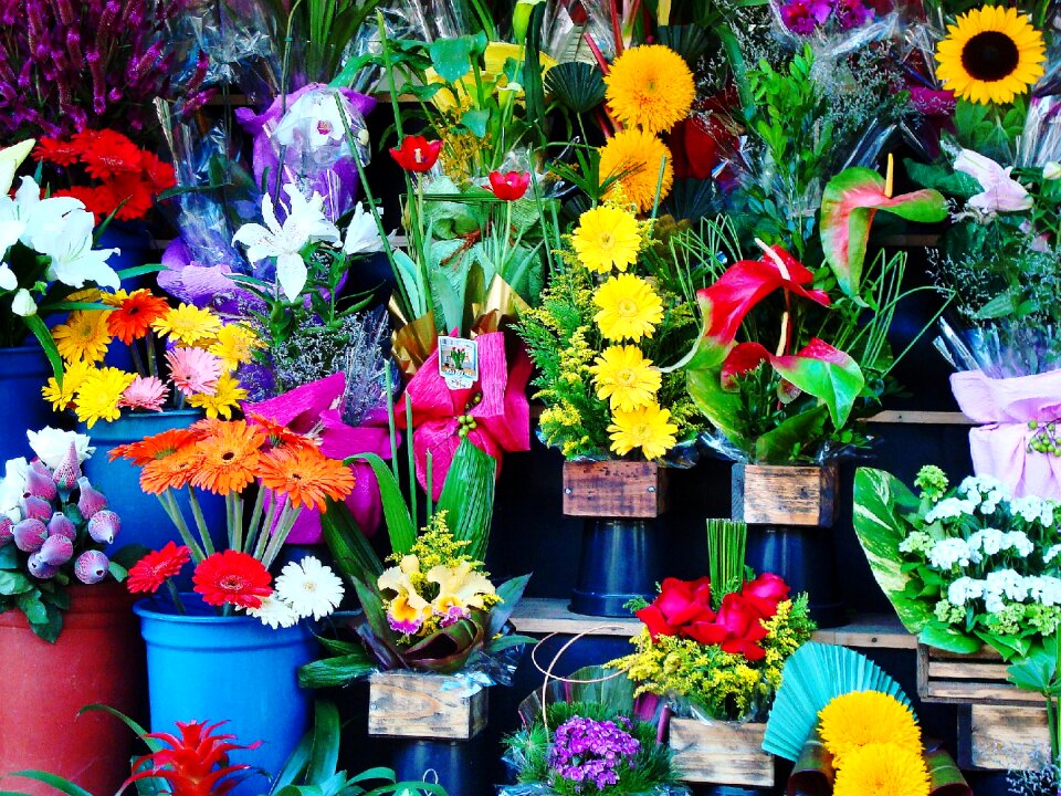 Flowers flower shop garden