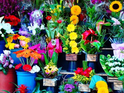 Flowers flower shop garden