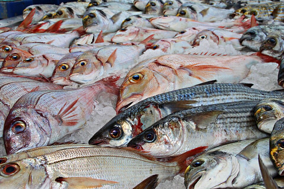 Fish market food market