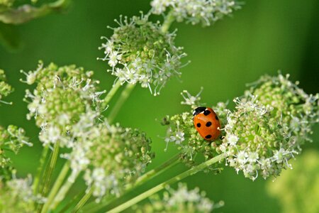 Insect lucky charm nature photo