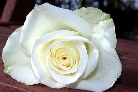 Blossom bloom rose bloom