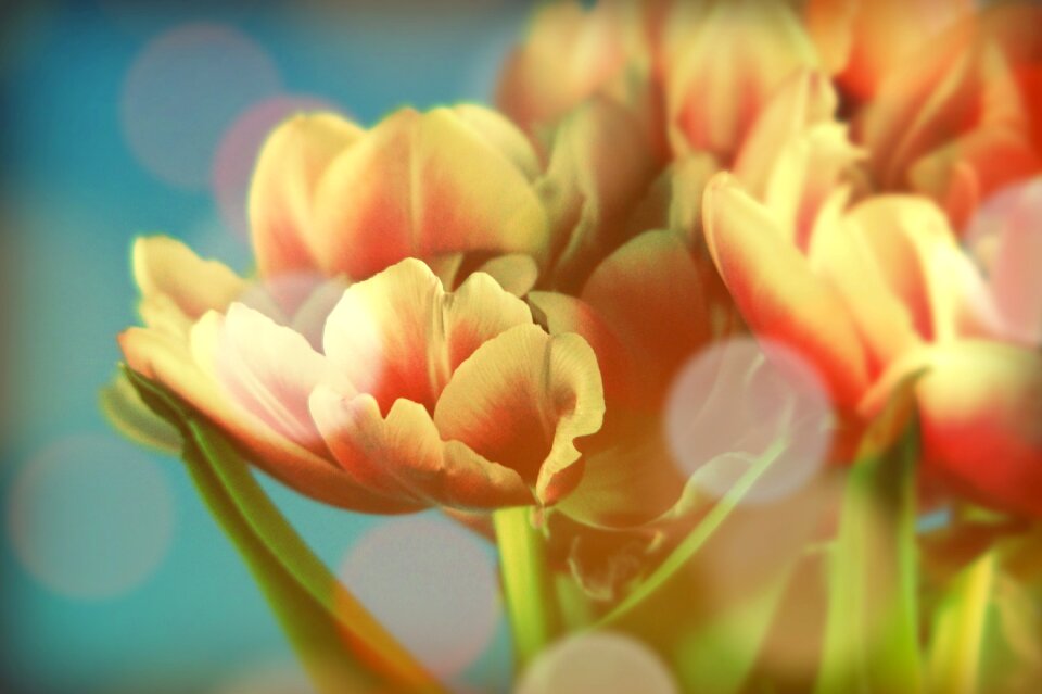 Mood color flowers