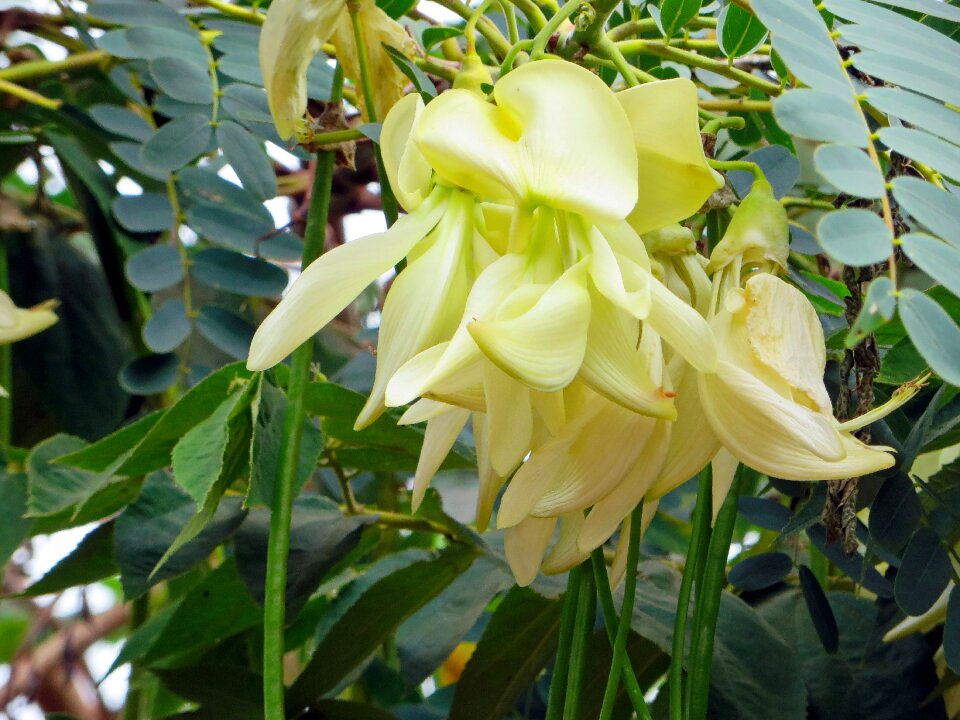 Double smell yellow