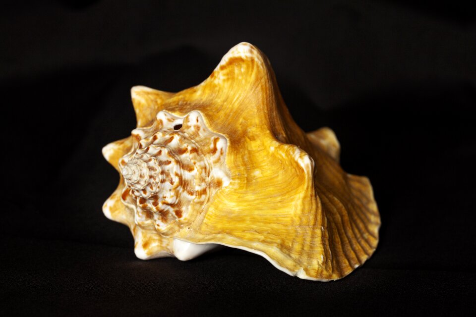 Beach holiday nautilus