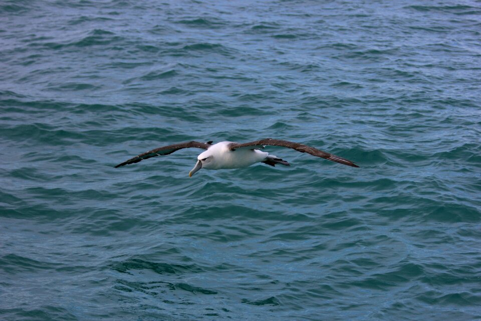 New zealand royal albatross sea bird