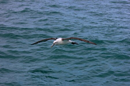 New zealand royal albatross sea bird