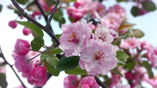 Blooms nature beauty