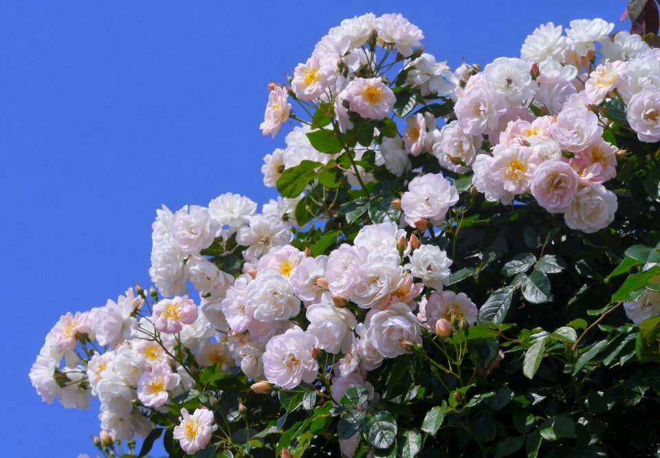 Huang pink blue sky