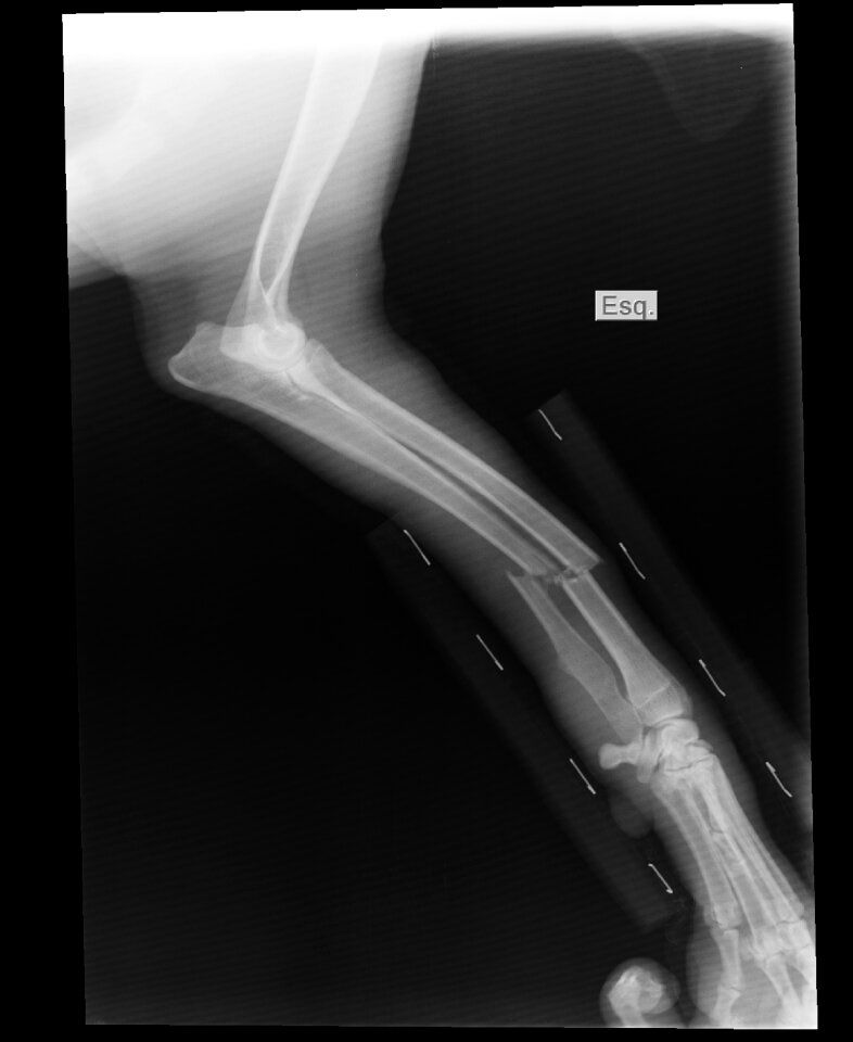 X-ray shin english pointer