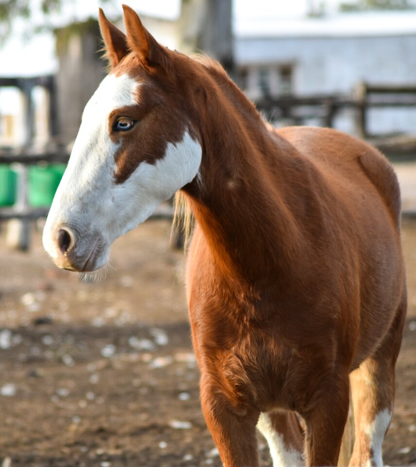 Animal mare colt