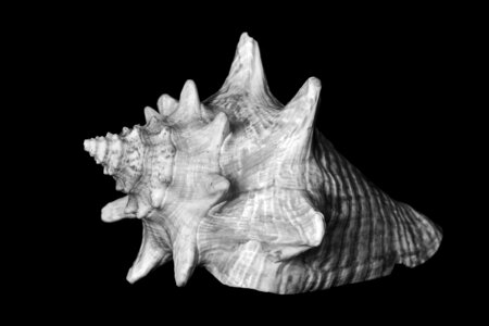 Beach holiday nautilus