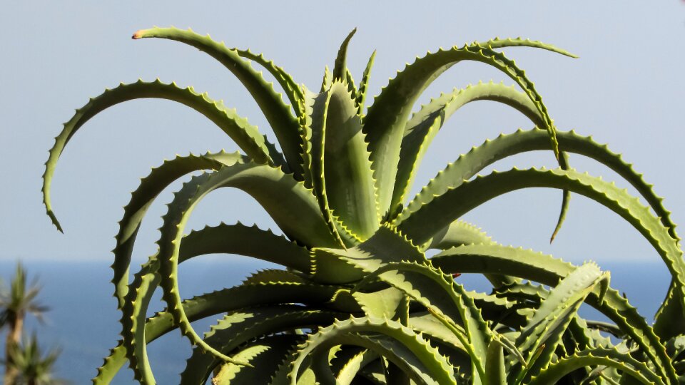 Nature leaf sharp