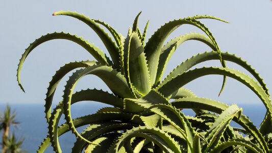 Nature leaf sharp photo