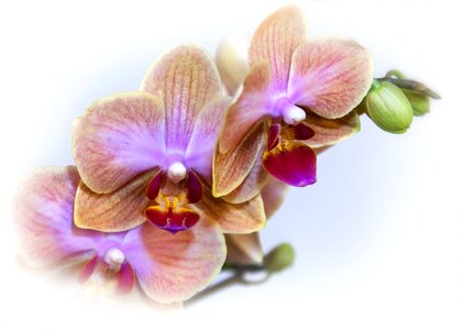 Bloom exotic tropical