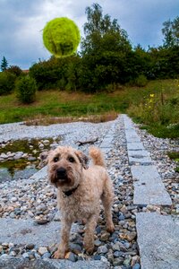 Wet dog wet animal photo