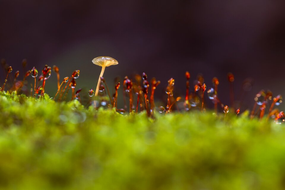 Moss thriving moss sponge
