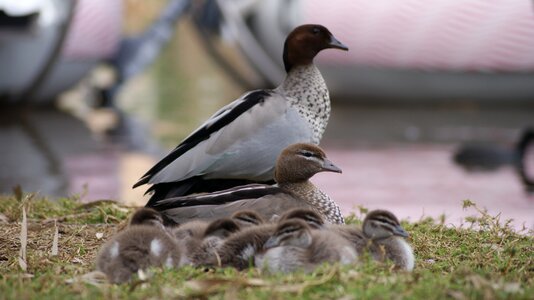 Family birds ducks