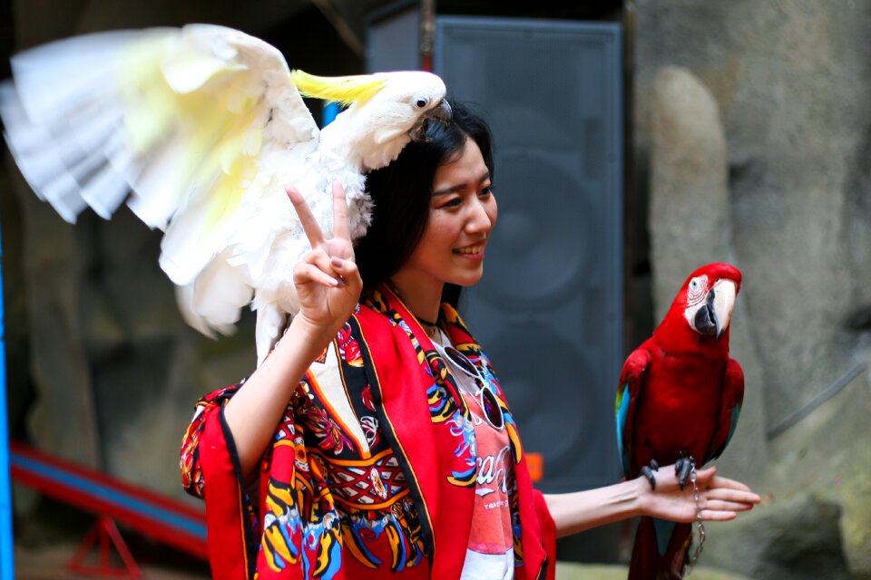 Parrots photo circus
