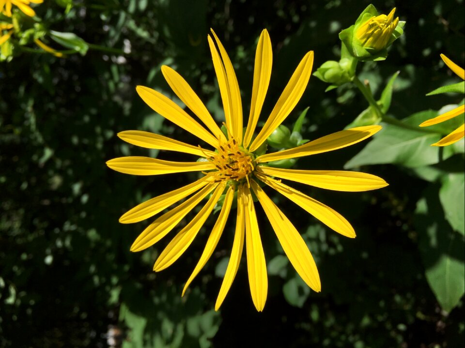 Yellow wild on black