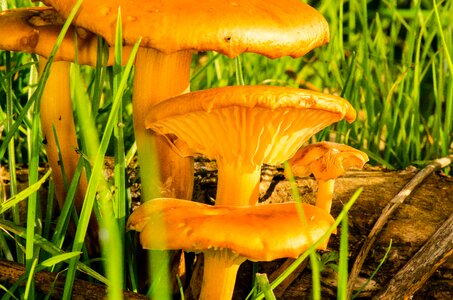 Nature autumn fungi