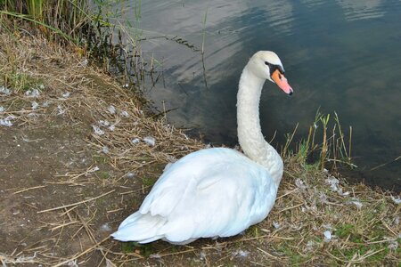 Bank feather water bird