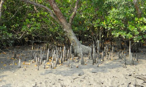 Species forest roots