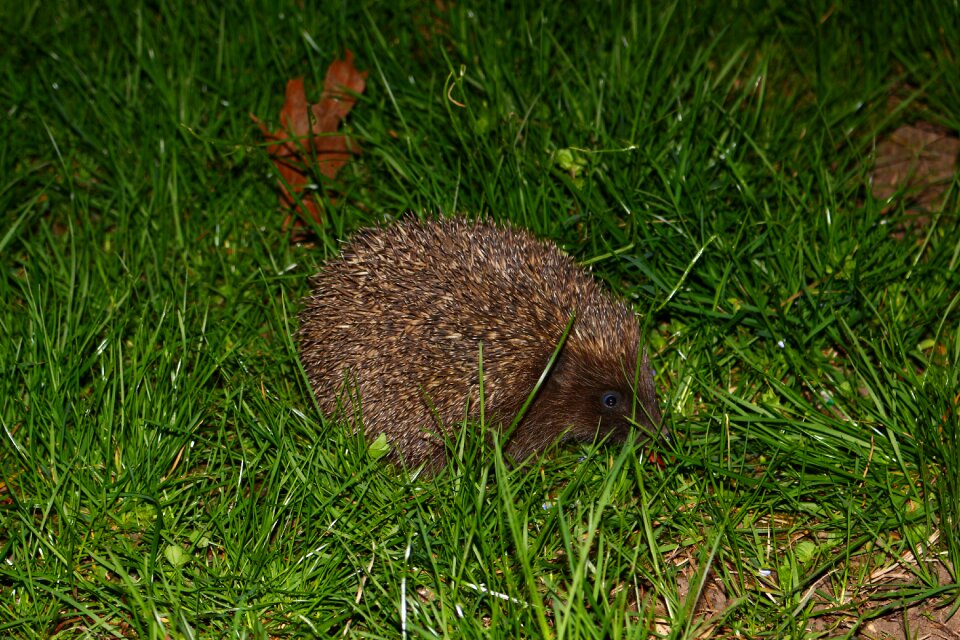 Nature wildlife mammal