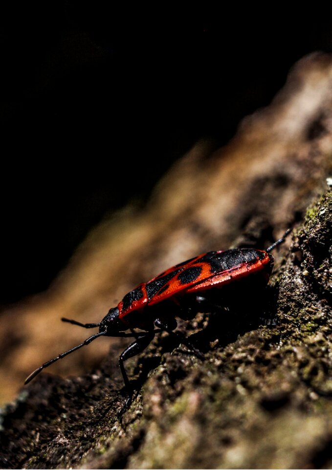 Tree beetle insect