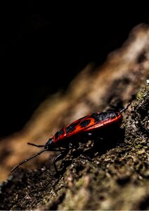 Tree beetle insect