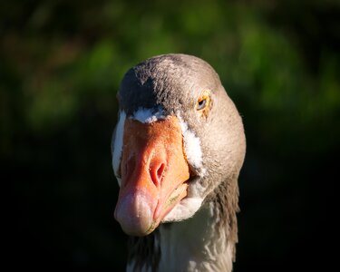 Head view look photo